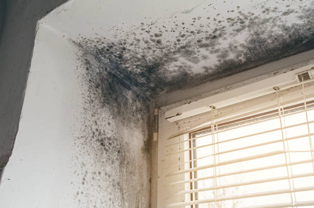 Affordable Attic Mold Remediation solutions in Indian Head, MD