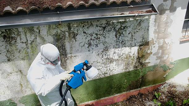 Top rated local Attic Mold Remediation specialists in Indian Head, MD